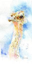 Ostrich Card-Sheila Gill Fine Art