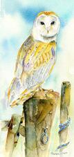 Barn Owl  Print