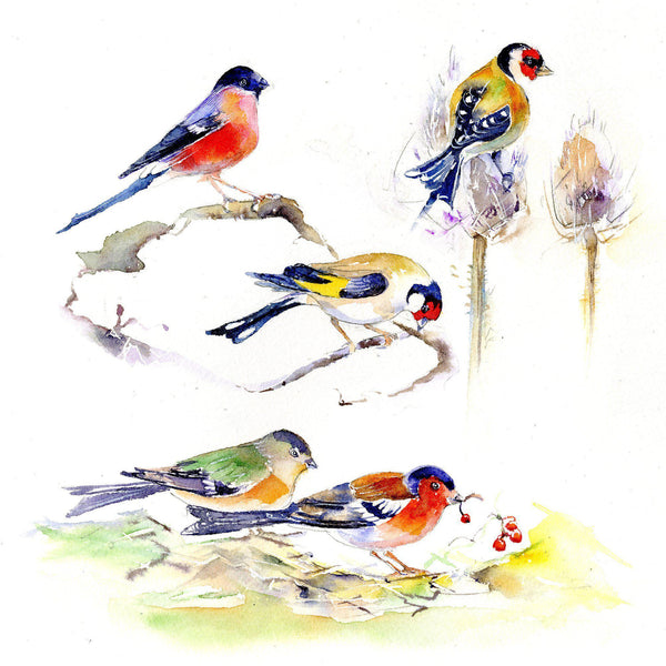 Bird - Finches - Card-Sheila Gill Fine Art