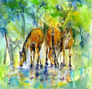 New Forest Ponies Horse  Print