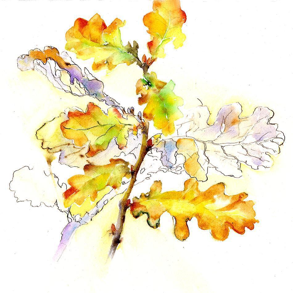 Oak Leaf Flower Card-Sheila Gill Fine Art