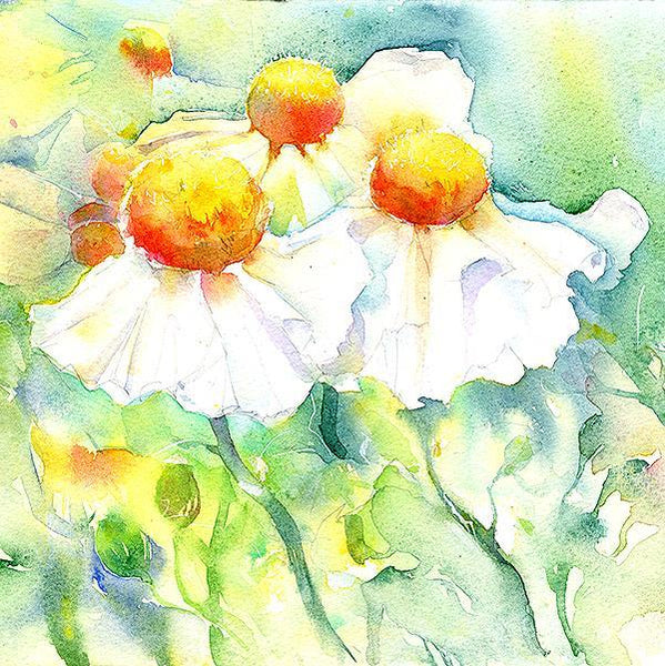 Tree Poppy Flower Card-Sheila Gill Fine Art